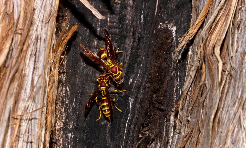 Common Paper Wasp (Vespidae, Polistes exclamans)