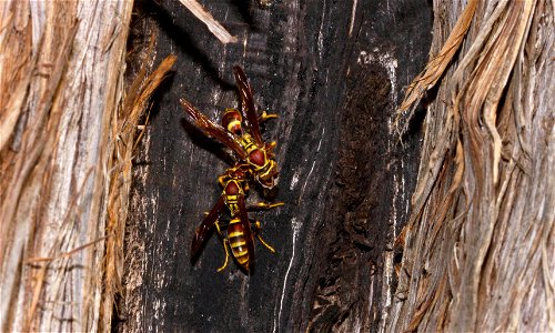 Common Paper Wasp (Vespidae, Polistes exclamans) photo