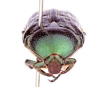 Dark Flower Scarab (Scarabaeidae, Euphoria sepulcralis)