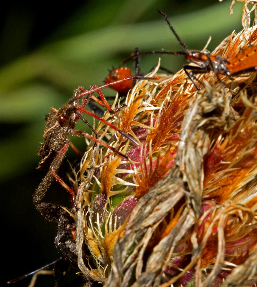 Leaf-footed Bug nymphs (Coreidae, Leptoglossus) on Centaurea americana