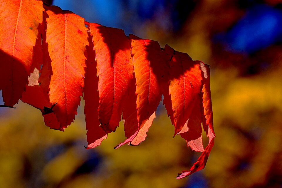 Leaves emerge fall leaves