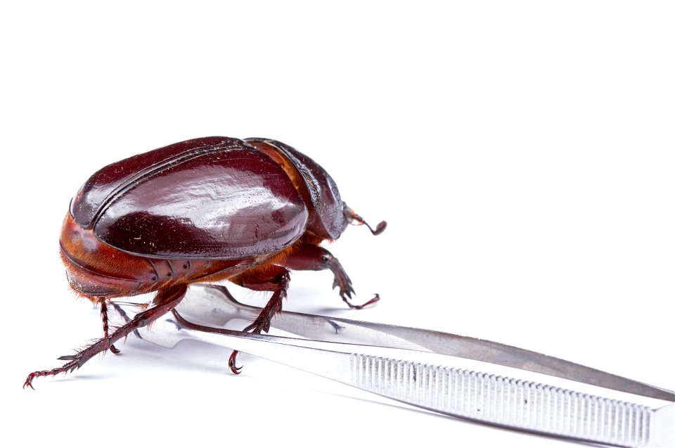 Ox beetle, female (Dynastinae, Strategus aloeus)