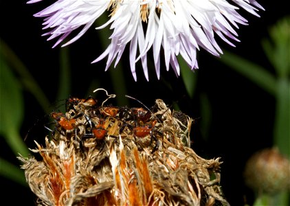 Leaf-footed Bug nymphs (Coreidae, Leptoglossus) on Centaurea americana