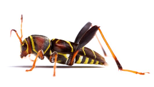 Longhorn beetle (Cerambycidae, Neoclytus mucronatus)