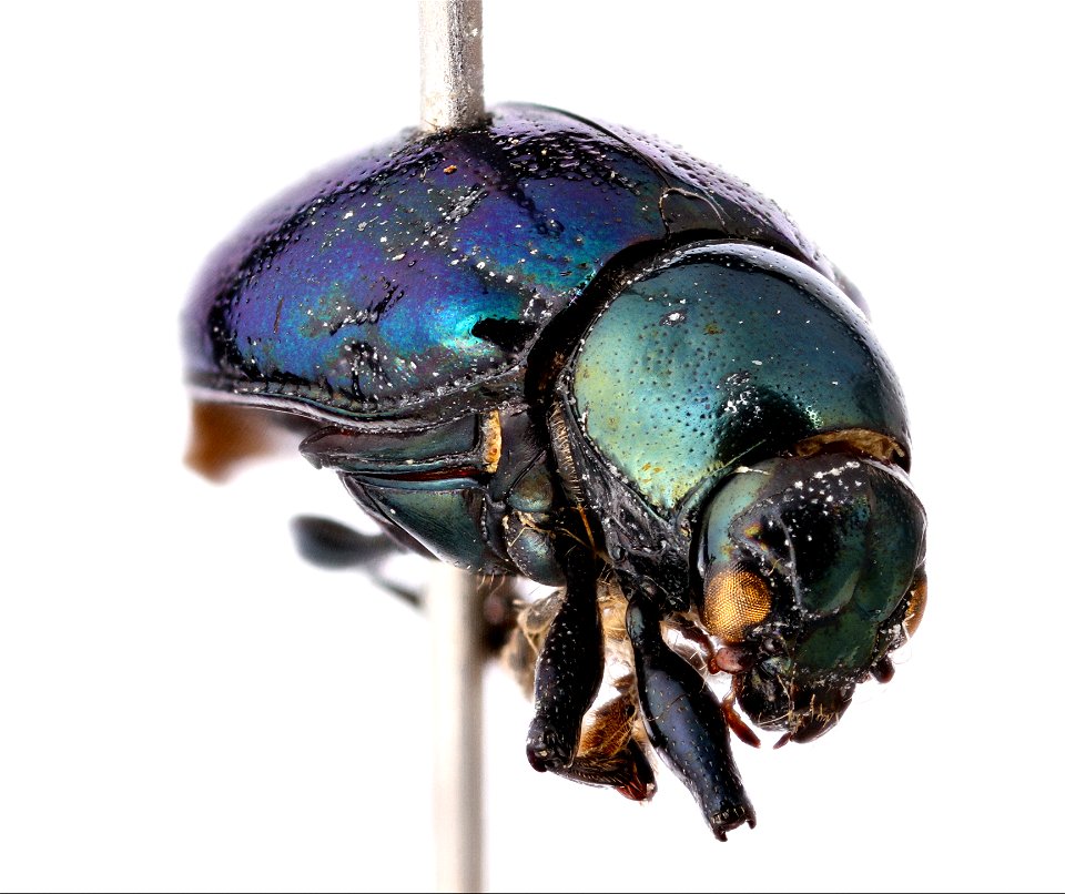 Typophorus nigritus - Sweetpotato Leaf Beetle