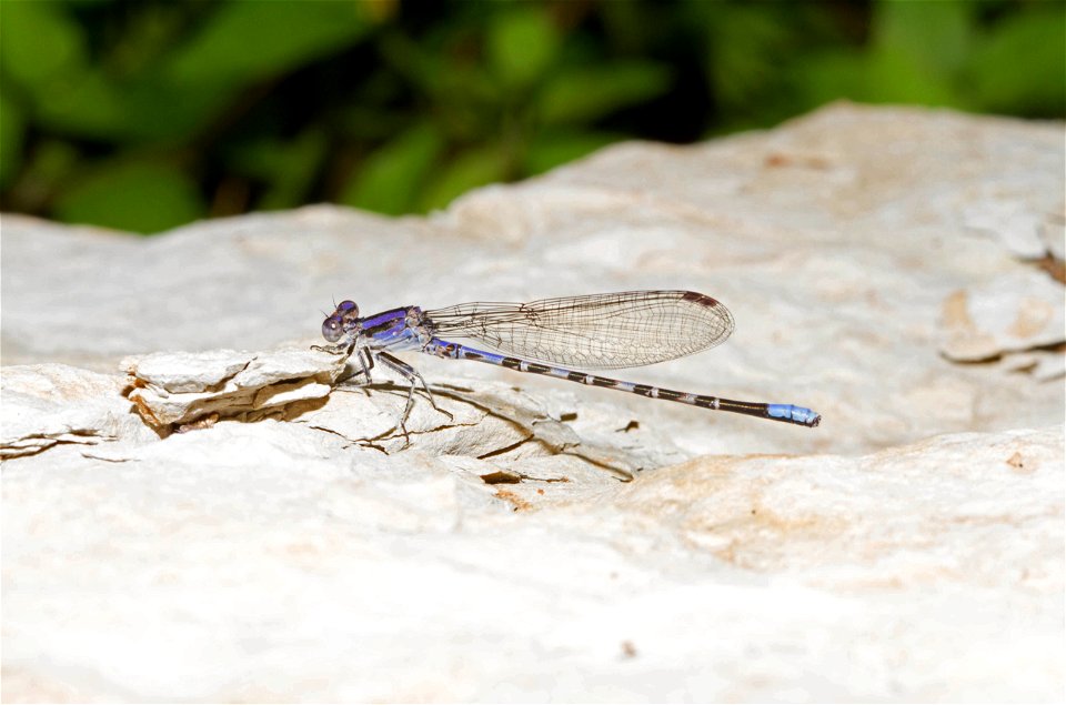 Kiowa Dancer (Coenagrionidae, Argia immunda)