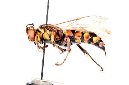 Crabronid Wasp