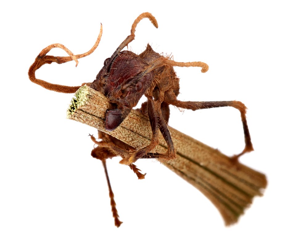 Bullet Ant (Paraponera clavata) with Cordyceps Fungus