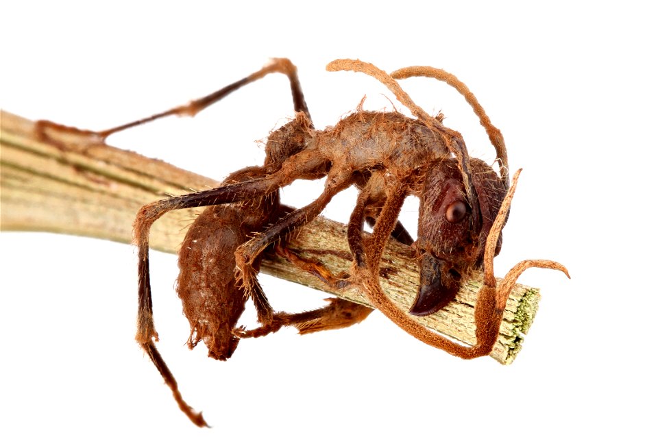 Bullet Ant (Paraponera clavata) with Cordyceps Fungus