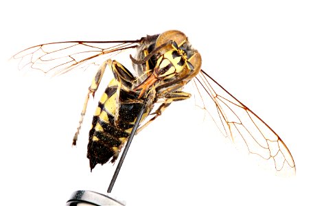 Crabronidae