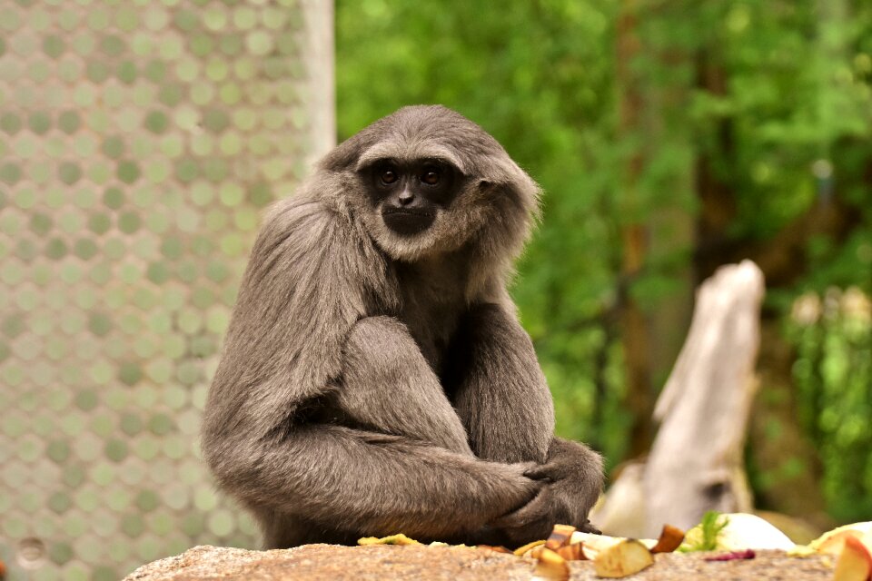 Monkey silver grey