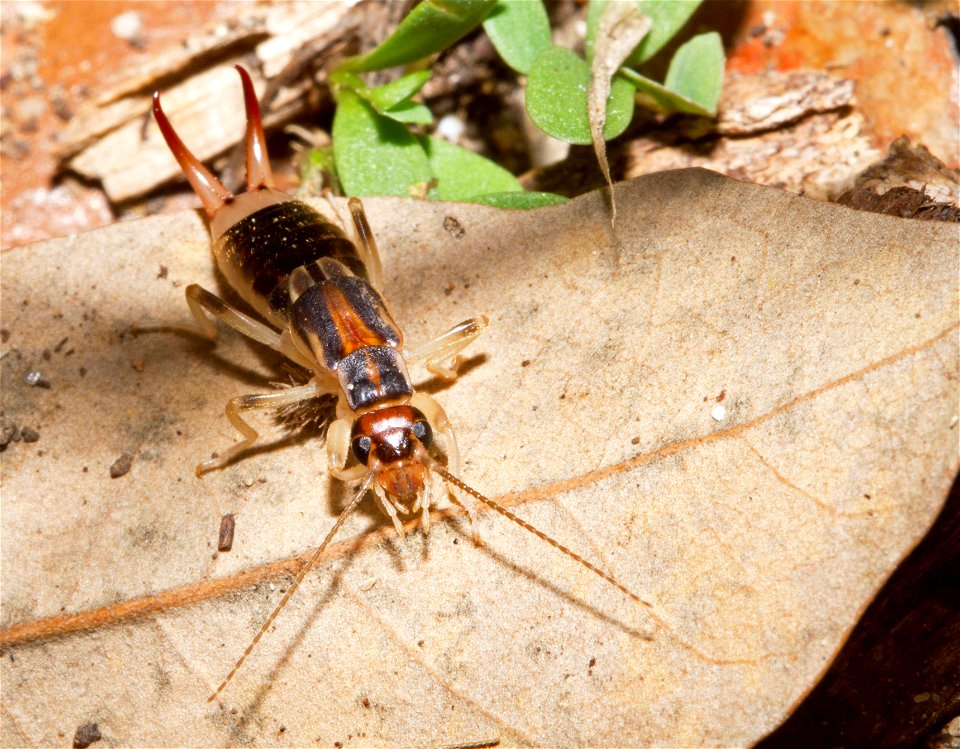 Shore Earwig (Labiduridae, Labidura riparia)