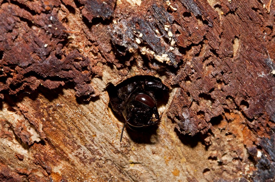 Carpenter bee (Apidae, Xylocopa sp.)