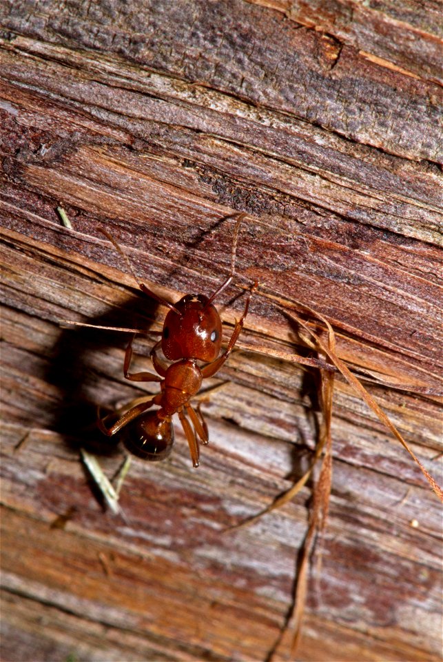Carpenter Ant (Formicidae, Camponotus sayi)