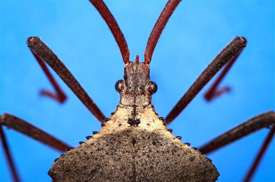 Leaf-footed bug (Acanthocephala declivis)