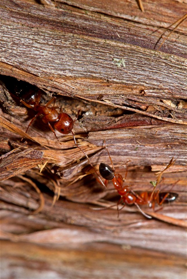Carpenter Ant (Formicidae, Camponotus sayi)