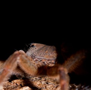 Tarantula (Theraphosidae) photo