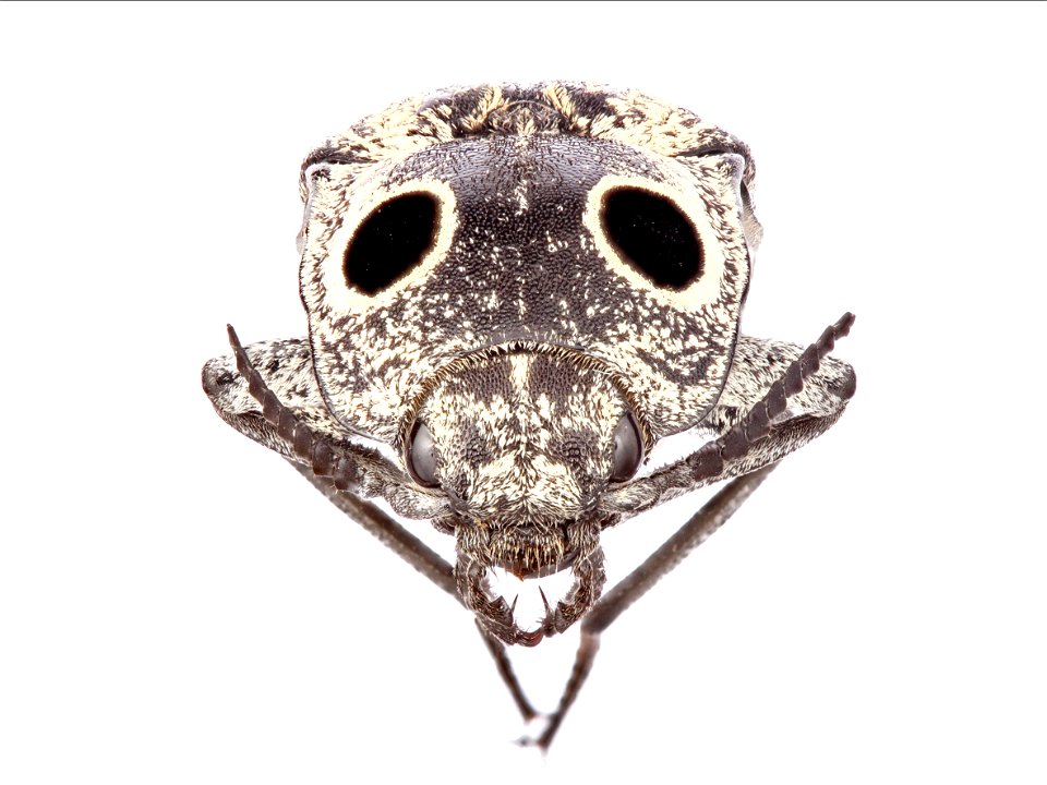 Eastern Eyed Click Beetle (Elateridae, Alaus oculatus)