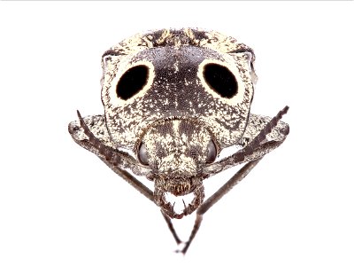 Eastern Eyed Click Beetle (Elateridae, Alaus oculatus) photo