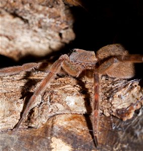 Tarantula (Theraphosidae) photo
