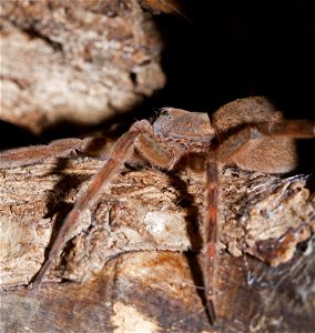 Tarantula (Theraphosidae)