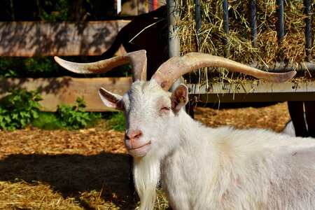 Goatee livestock horns photo
