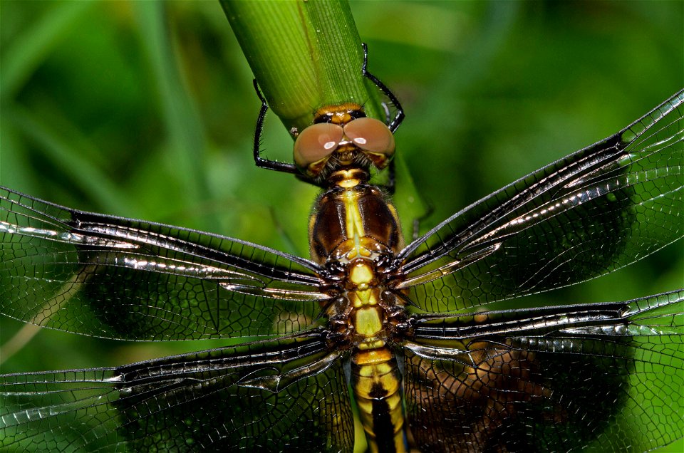 Freshly-emerged Widow Skimmer, juvenile male (Libellulidae, Libellula luctuosa)