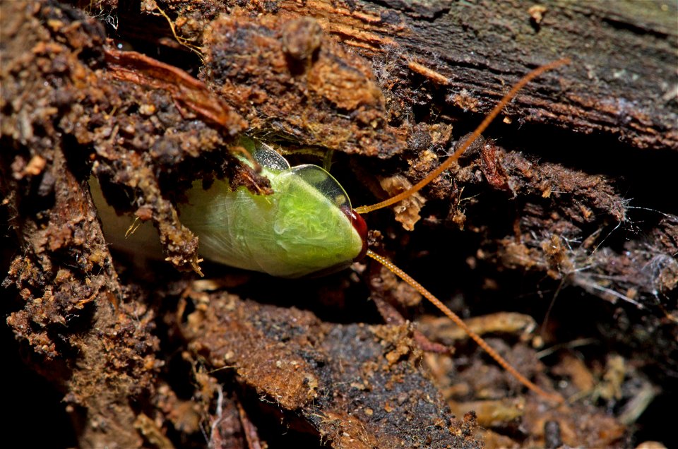 Green Banana Cockroach (Blaberidae, Panchlora nivea)