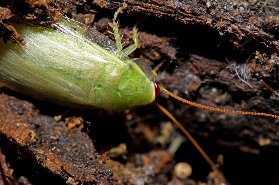 Green Banana Cockroach (Blaberidae, Panchlora nivea)