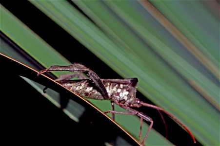 Characteristic hind tibia of Leaf-footed Bug (Coreidae, Acanthocephala declivis)