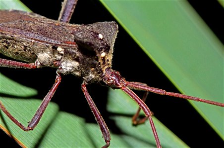 Leaf-footed Bug (Coreidae, Acanthocephala declivis)