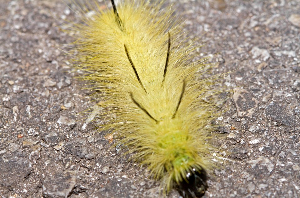 American Dagger Moth larva (Noctuidae, Acronicta americana)
