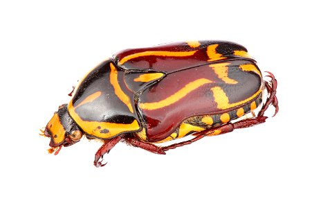 Fiddler Beetle (Scarabaeidae, Eupoecila australasiae)