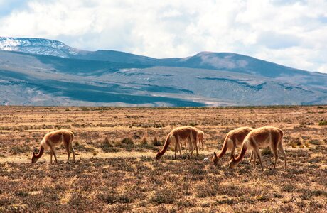 Wild animal altiplano peru