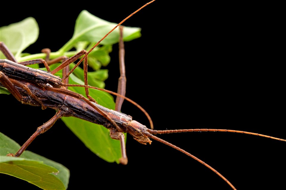 Northern Two-striped Walkingstick (Pseudophasmatidae, Anisomorpha ferruginea)