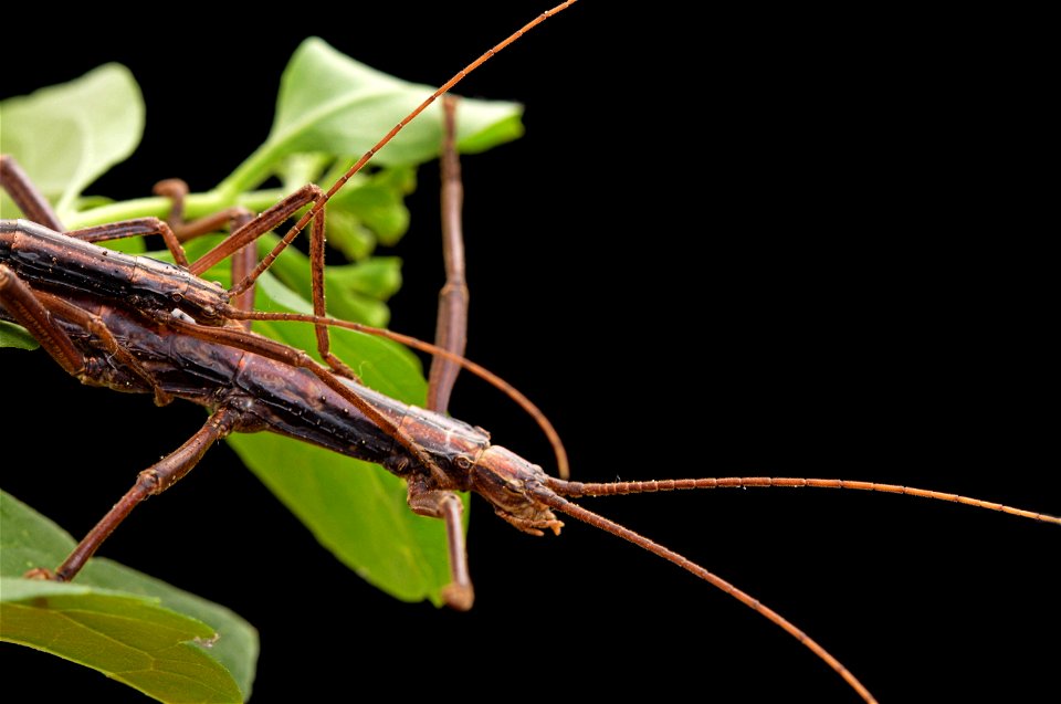 Northern Two-striped Walkingstick (Pseudophasmatidae, Anisomorpha ferruginea) photo