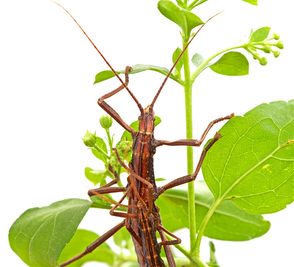 Northern Two-striped Walkingstick (Pseudophasmatidae, Anisomorpha ferruginea)