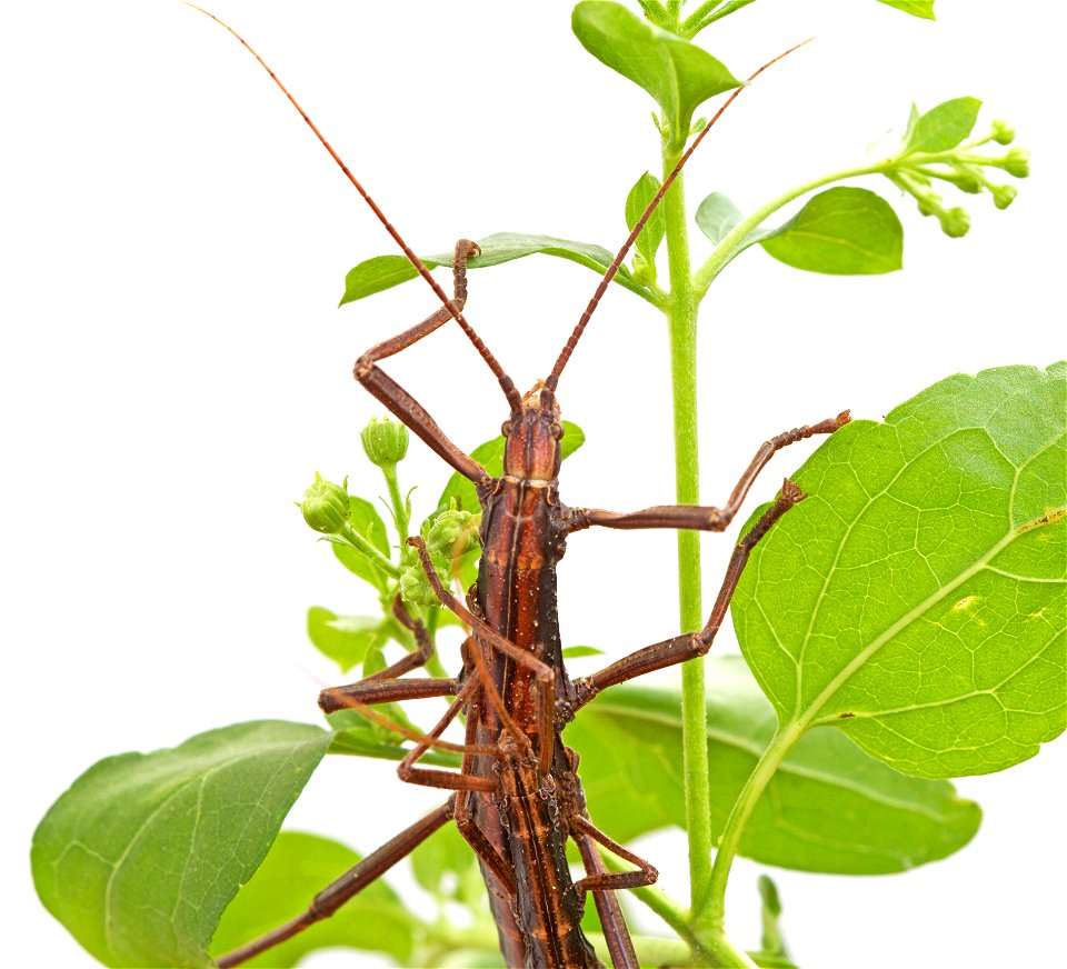 Northern Two-striped Walkingstick (Pseudophasmatidae, Anisomorpha ferruginea) photo