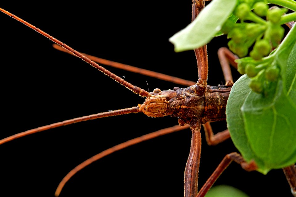 Northern Two-striped Walkingstick (Pseudophasmatidae, Anisomorpha ferruginea)