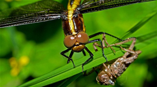 Eclosed Widow Skimmer with exuvia, juvenile male (Libellulidae, Libellula luctuosa)