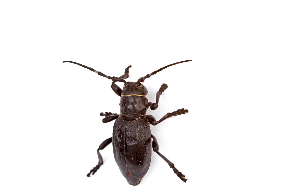 Cactus Longhorned Beetle (Cerambycidae, Moneilema spp.)