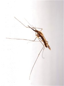 Anopheles mosquito