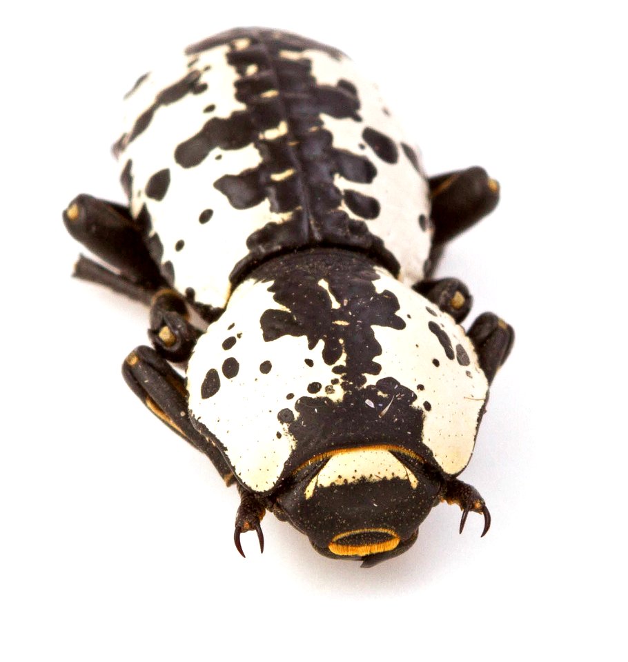 Texas Ironclad Beetle (Zopheridae, Zopherus nodulosus haldemani)