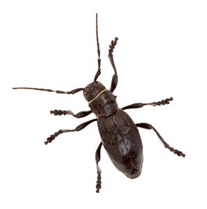 Cactus Longhorned Beetle (Cerambycidae, Moneilema spp.)