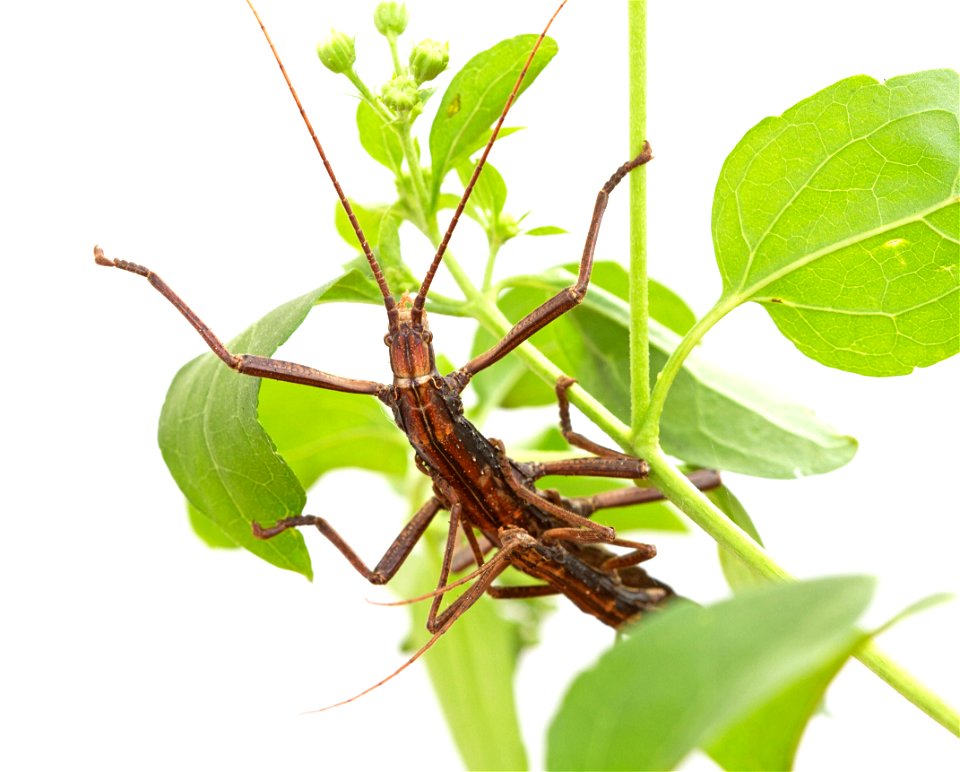 Northern Two-striped Walkingstick (Pseudophasmatidae, Anisomorpha ferruginea)
