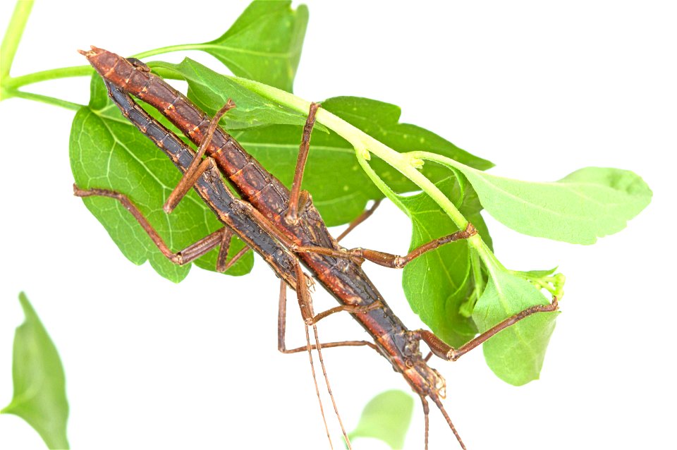 Northern Two-striped Walkingstick (Pseudophasmatidae, Anisomorpha ferruginea)