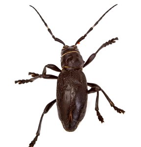 Cactus Longhorned Beetle (Cerambycidae, Moneilema spp.) photo