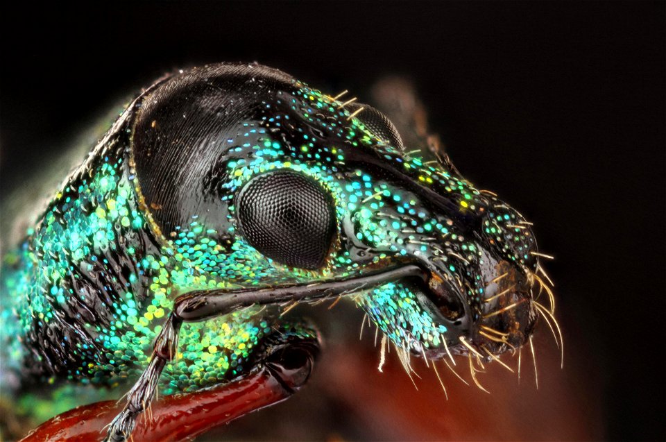 Exophthalmus sp. Weevil from Costa Rica