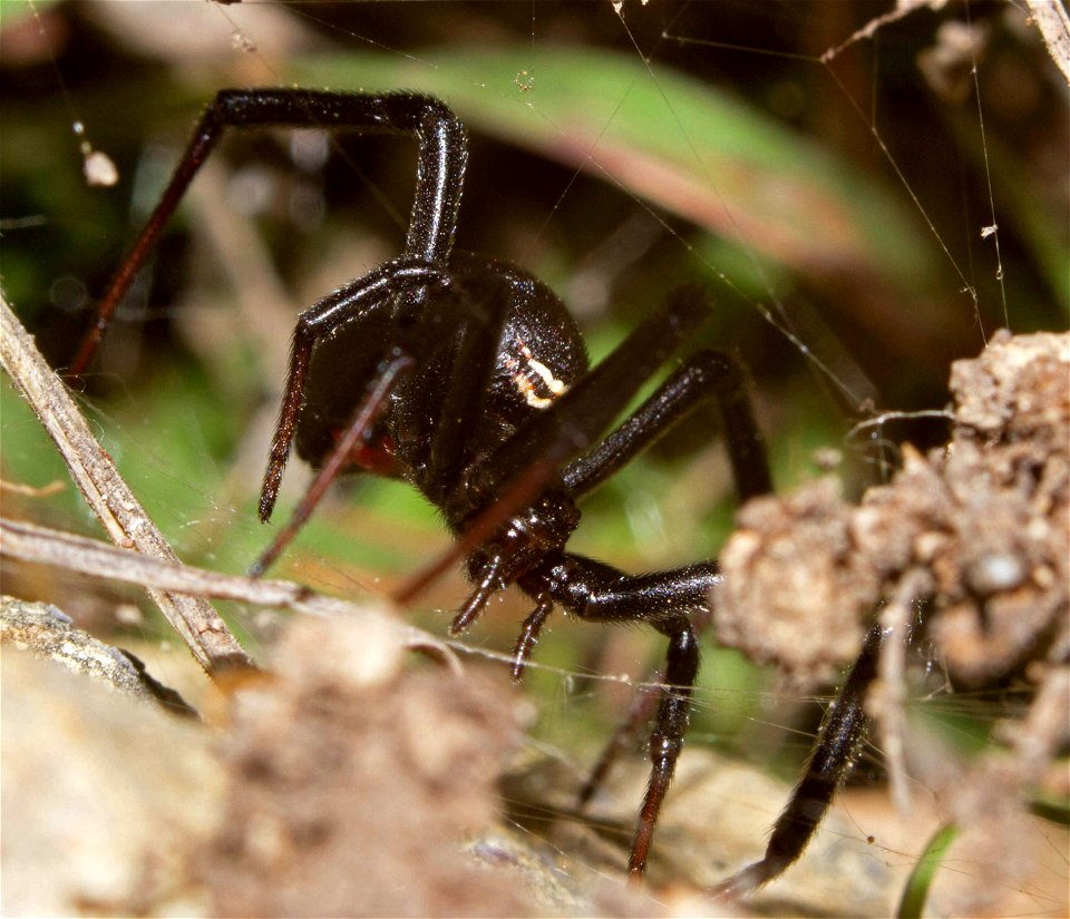 Black Widow (Theridiidae, Latrodectus spp.)