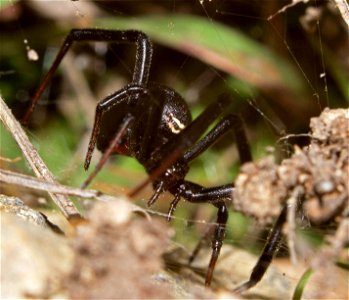 Black Widow (Theridiidae, Latrodectus spp.) photo